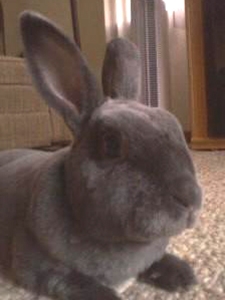 Rabbit