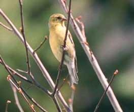 goldfinch