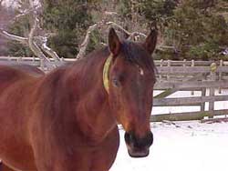 horse