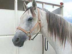 horse2