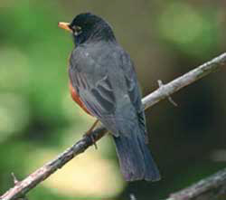 robin