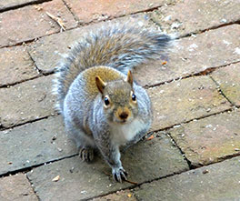 squirrel_264x221 squirrel