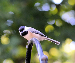 bird_264x221