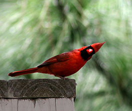 red-bird--cardinal-vasil-vasilev_264x221